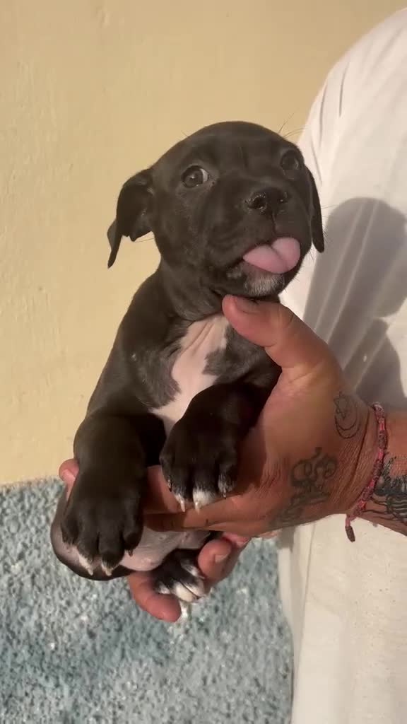 American Pit Bull Terrier perros en venta: Pitbull  - Video 3