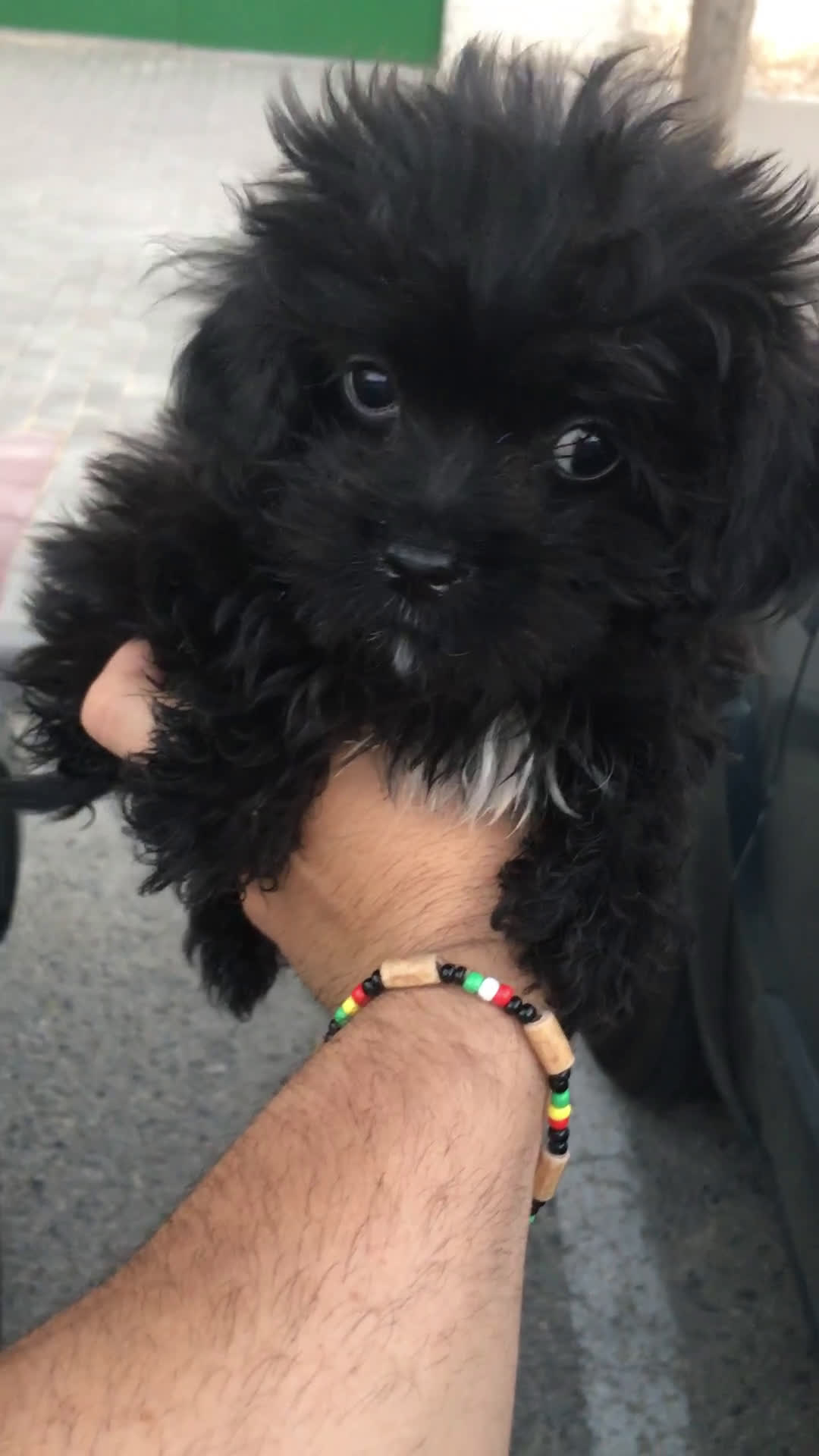 Maltipoo perros en venta: MALTIPOO MINI TOYS MACHO - Video 1