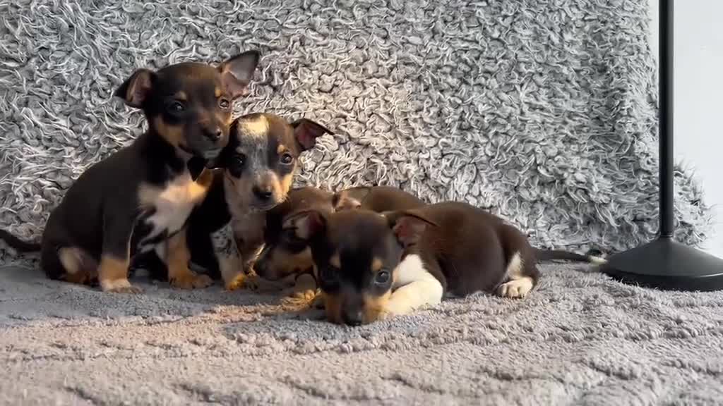 Chihuahua perros en venta: Chihuahua machos  - Video 1
