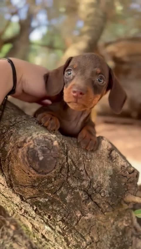 Teckel Miniatura perros en venta: Teckel mini  - Video 2