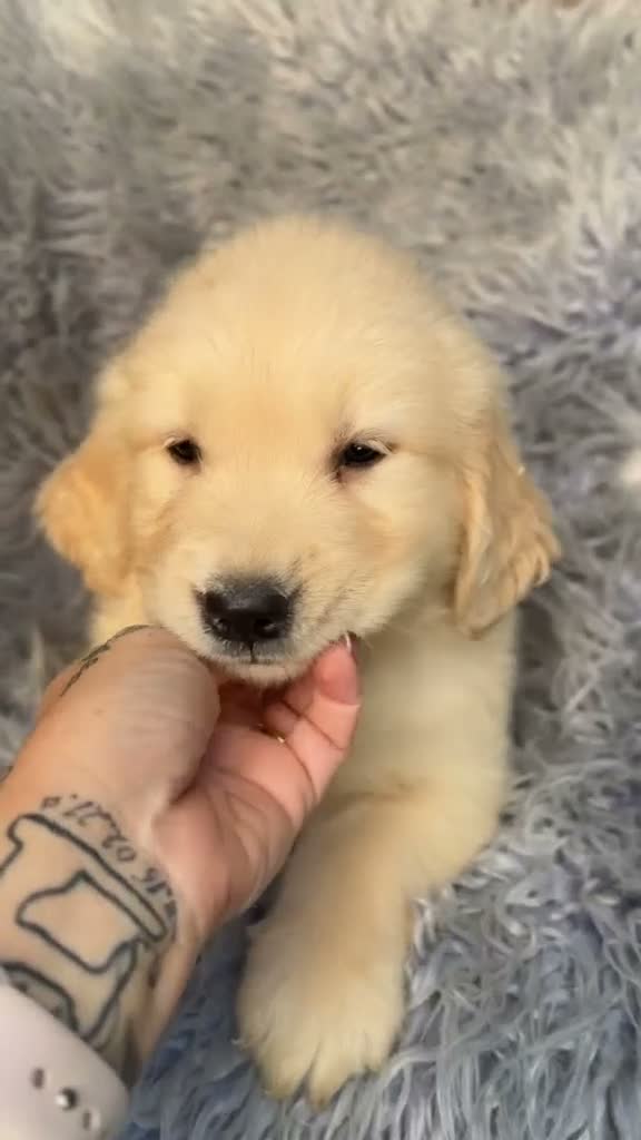 Golden Retriever perros en venta: GOLDEN RETRIEVER DISPONIBLES CALIDAD - Video 1