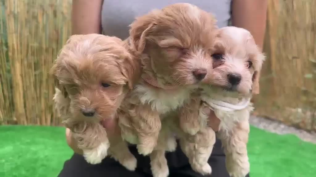 Maltipoo perros en venta: Maltipoo - Video 2