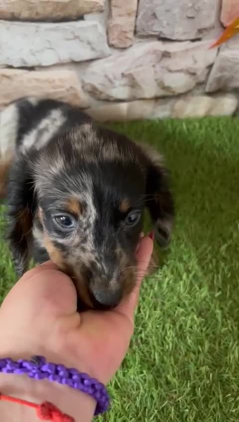 Teckel Miniatura perros en venta: TECKEL PELO LARGO - Video 1