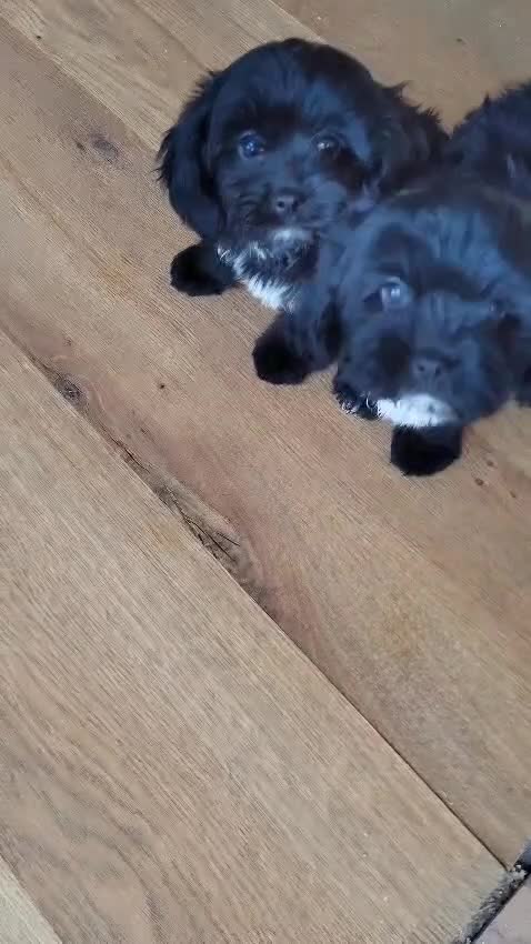 Cavapoo perros en venta: Cavapoo Toy - Video 1