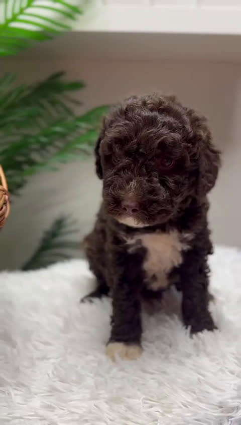 Perro de Agua Español perros en venta: PERRO DE AGUA HEMBRA - Video 1