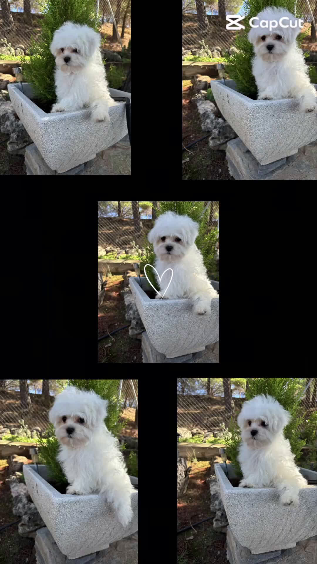 Bichón Maltés perros en venta: Bichon Maltés Toy con toda la vacunación completa! - Video 1