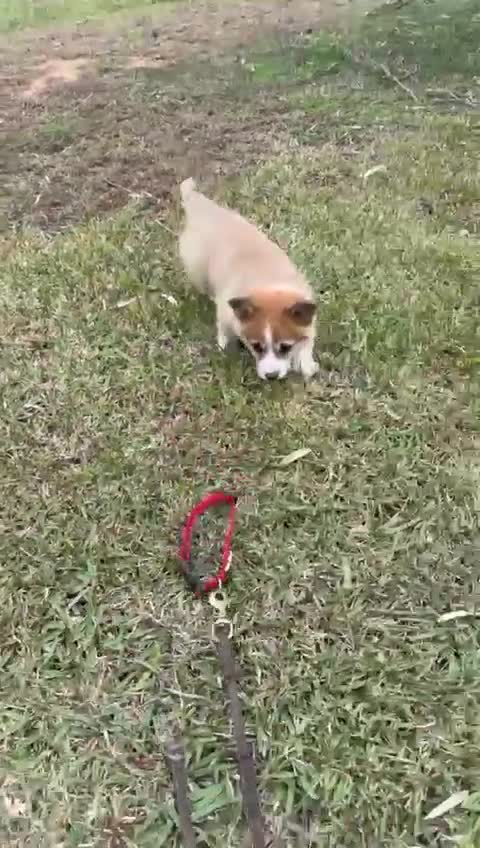 Welsh Corgi Pembroke perros en venta: comprar corgi en valencia madrid Barcelona pedigre - Video 1