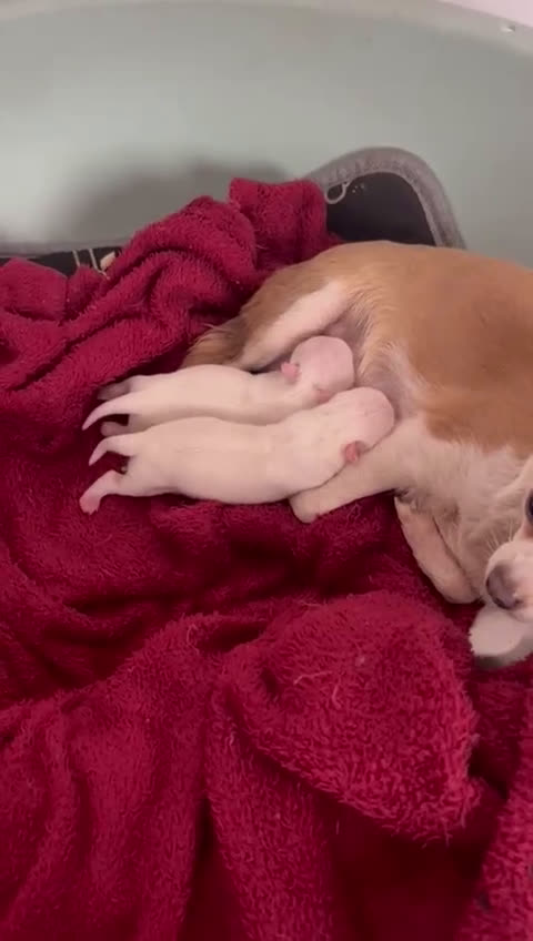 Chihuahua perros en venta: Chihuahua  en Sevilla - Video 1