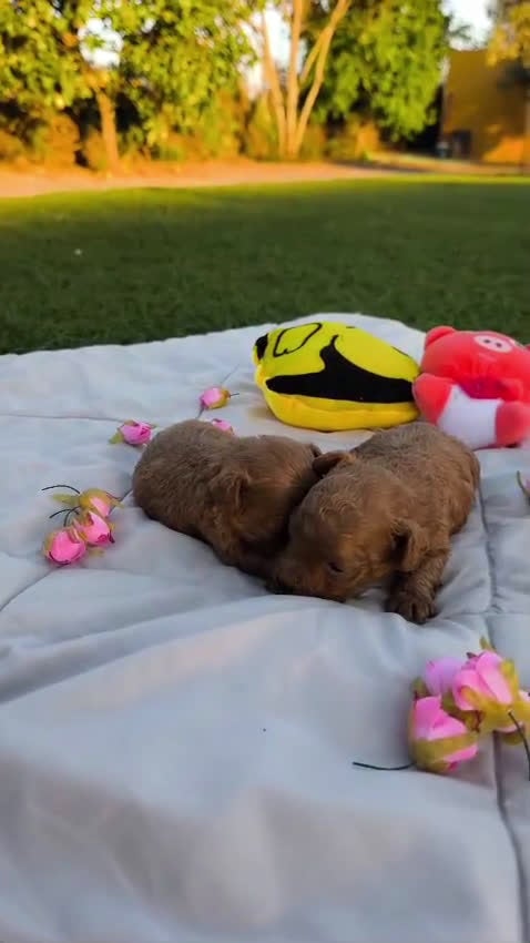 Caniche Toy perros en venta: Caniche toy rojo - Video 1