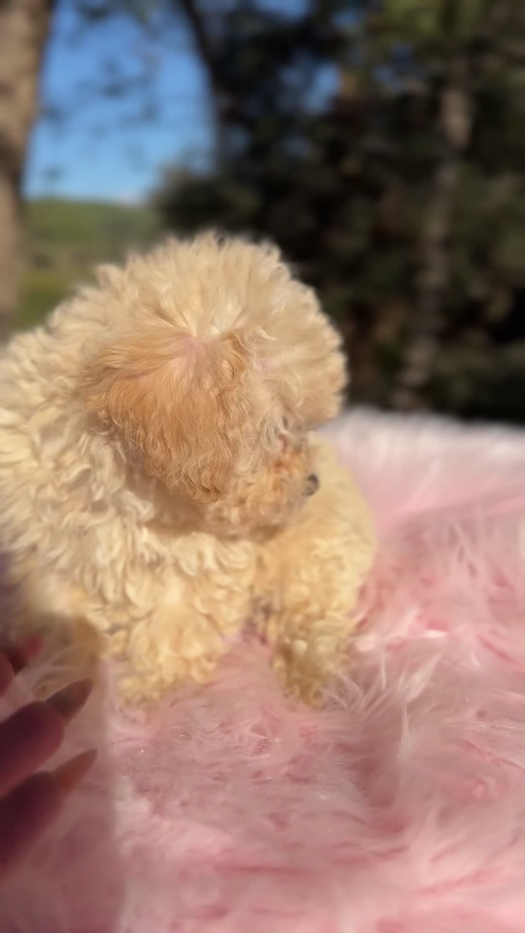 Caniche Toy perros en venta: Caniche Toy Apricot  - Video 1