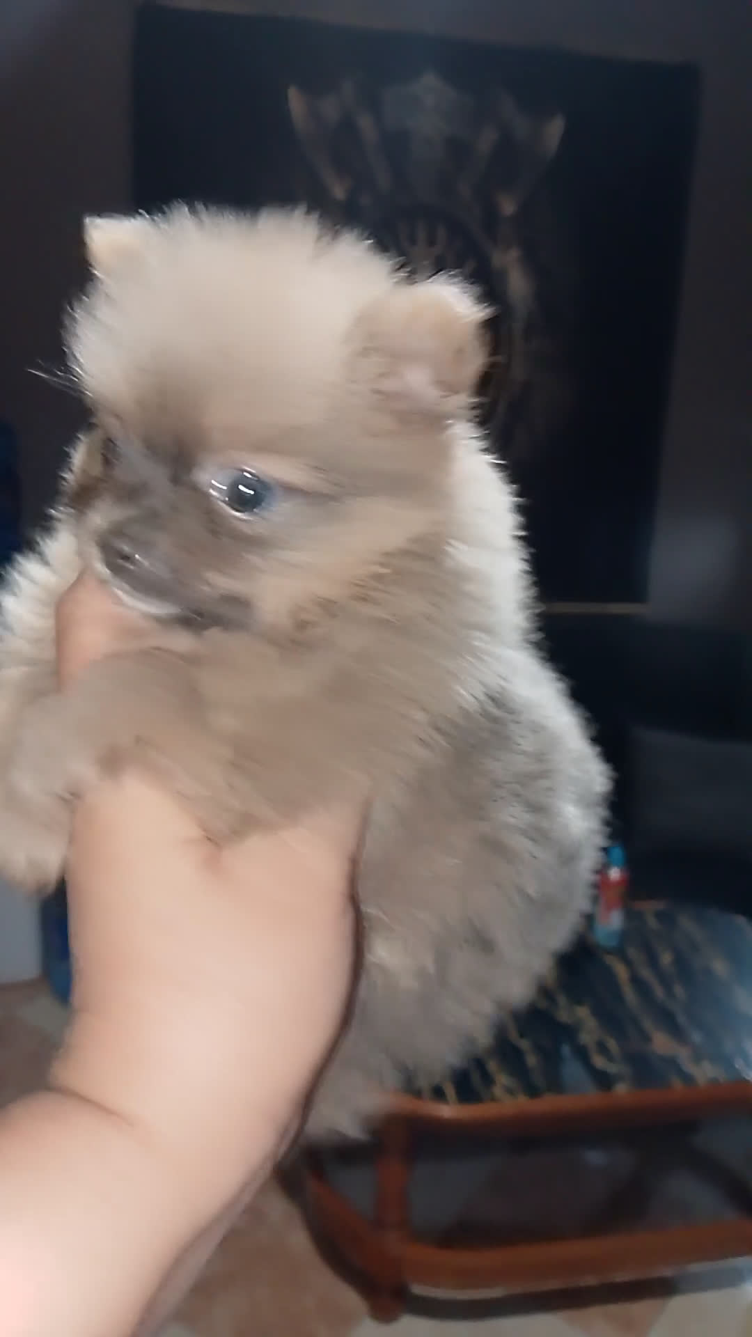 Pomerania perros en venta: Preciosas camada de pomerania  - Video 1
