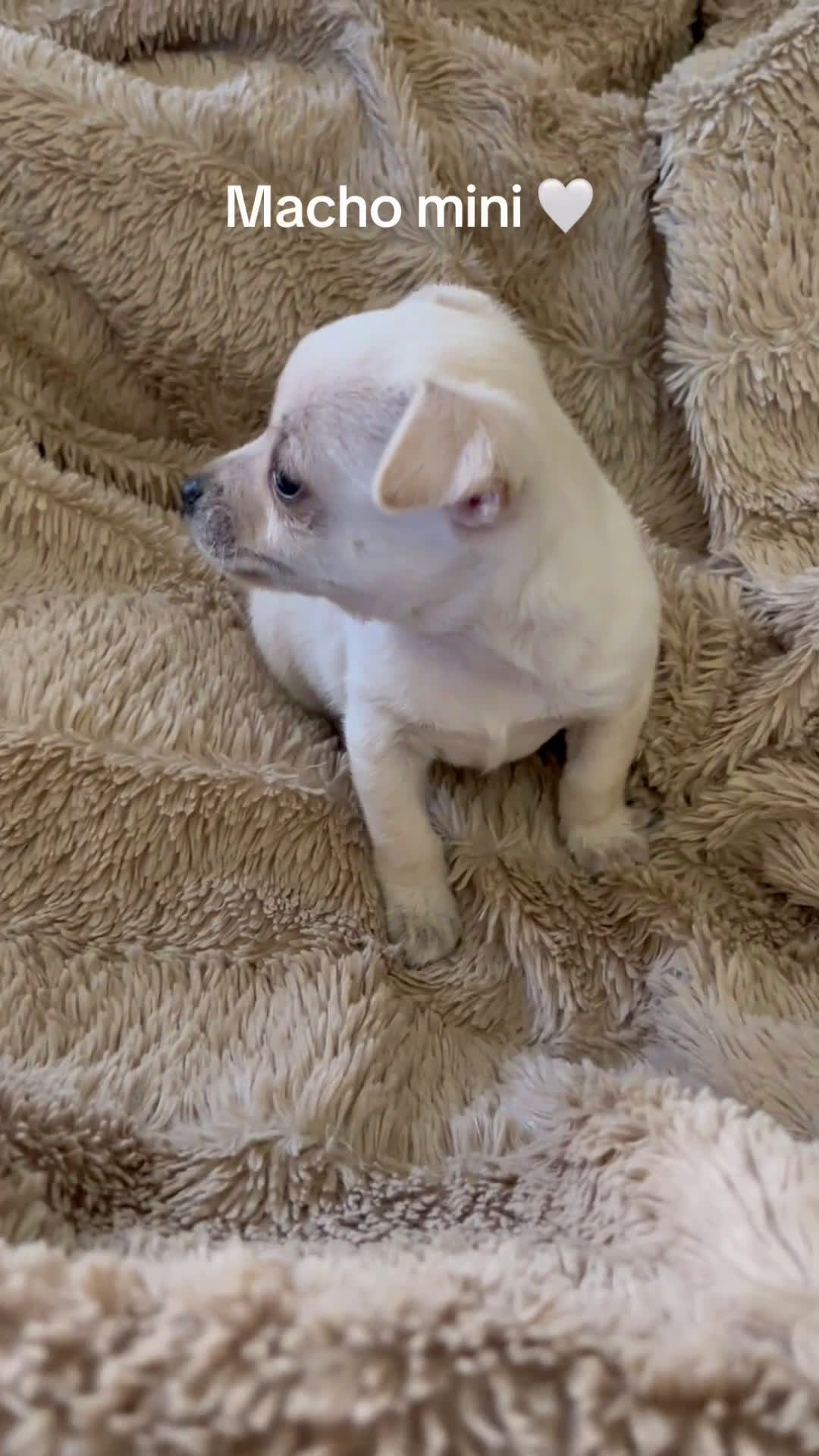 Chihuahua perros en venta: Chihuhua - Video 1