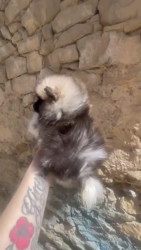 Pomerania perros en venta: Pomerania macho Tricolor toy - Video 3