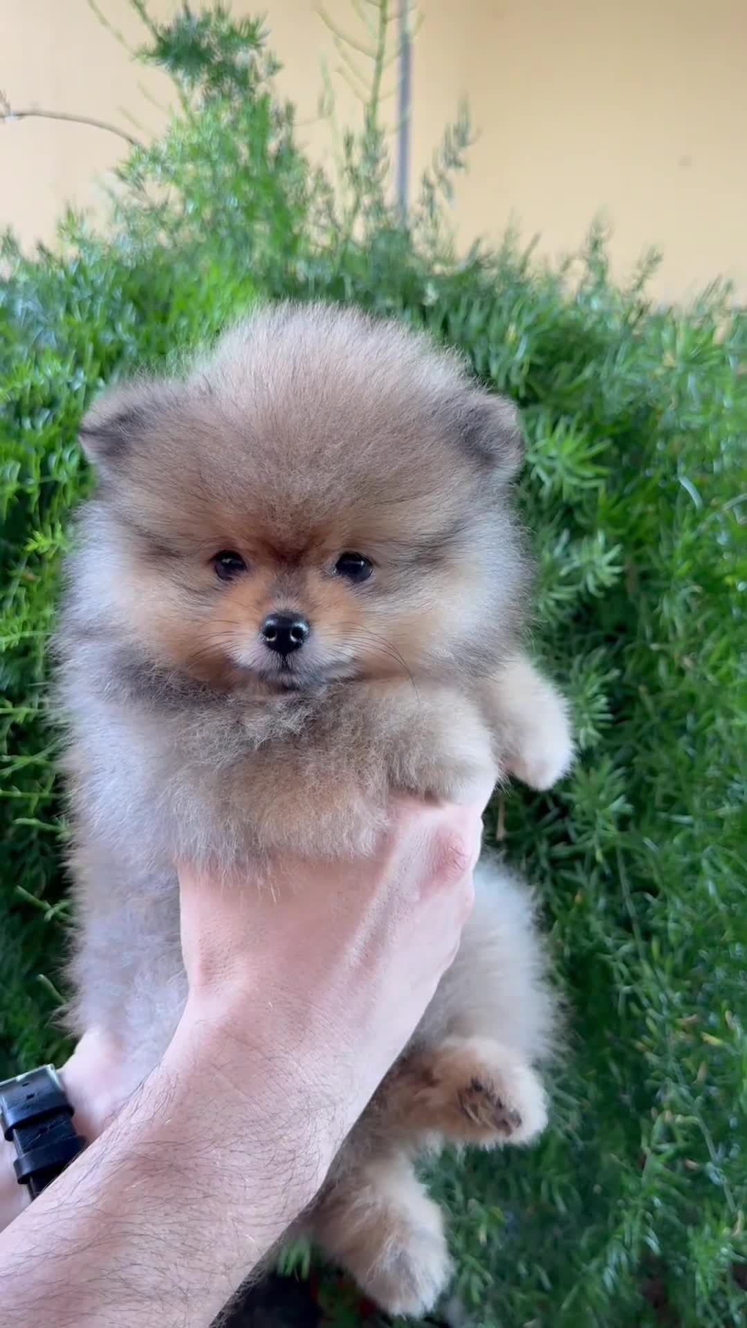 Pomerania perros en venta: Dos preciosas hembras Pomerania color sable - Video 2