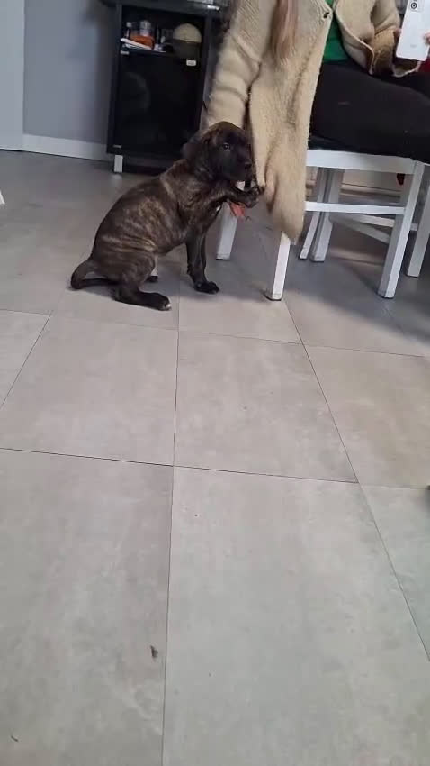 Cane Corso perros en venta: Último macho Cane corso  - Video 1