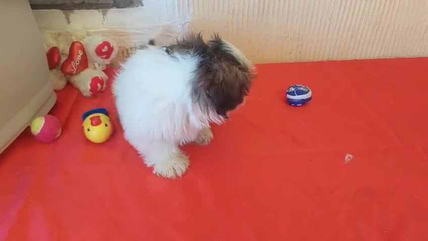 Shih Tzu perros en venta: SHIH TZUS EXCLUSIVOS  - Video 2