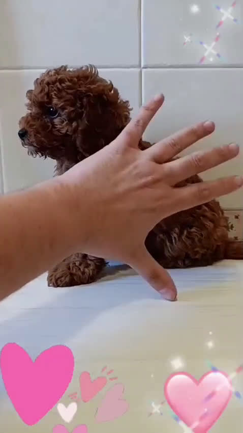 Caniche Toy perros en venta: Caniche toy y minitoy - Video 1