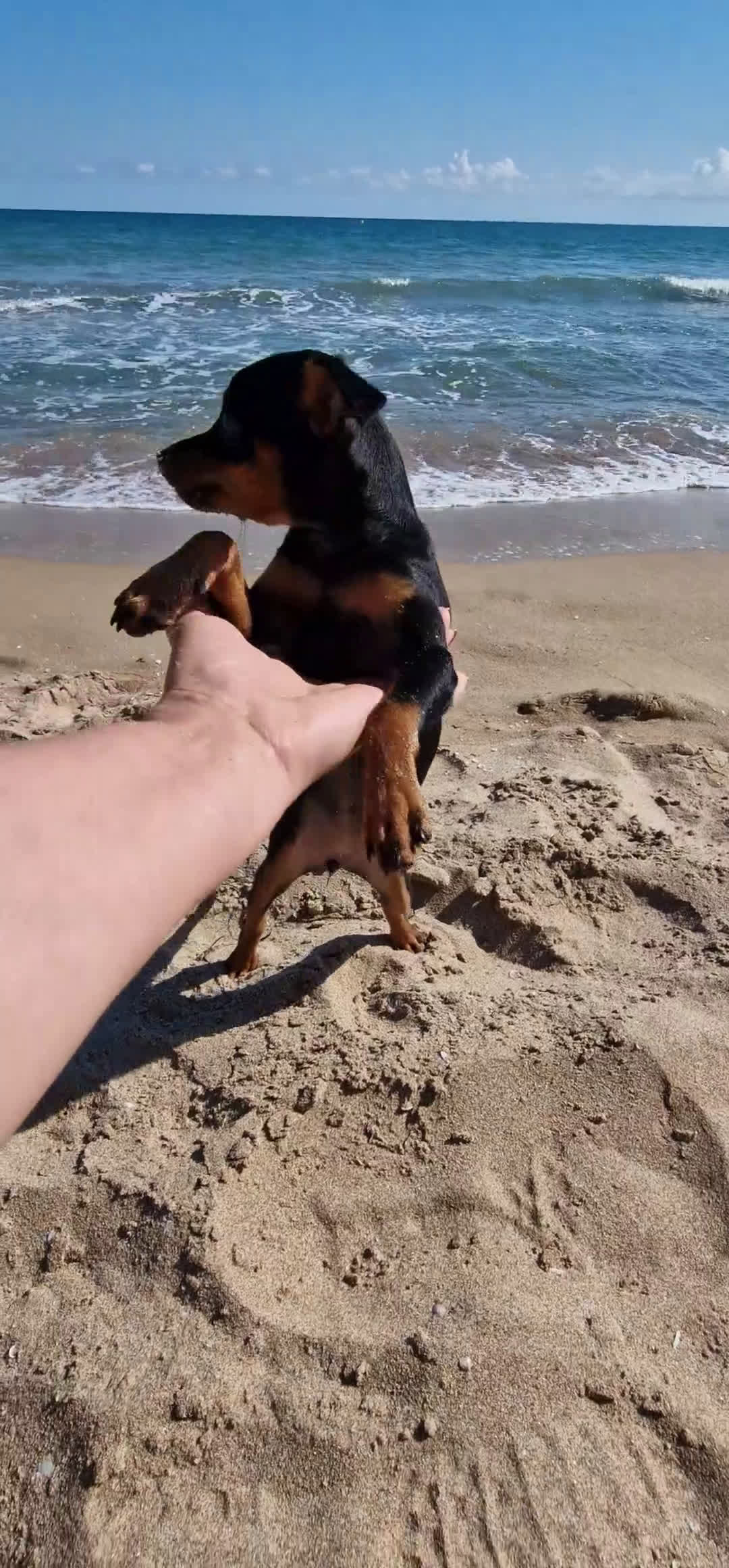 Pinscher Miniatura perros en venta: TOY TOY MINI PINCHER HEMBRA - Video 1