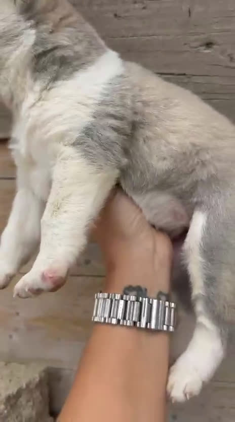 Husky Siberiano perros en venta: Husky - Video 3
