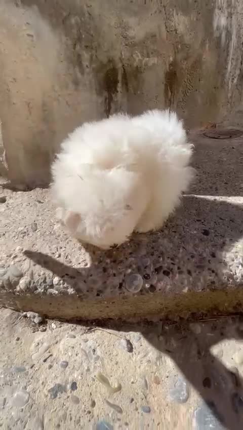 Pomerania perros en venta: POMERANIA HEMBRA TIPO OSITO – UNA MUÑEQUITA - Video 3