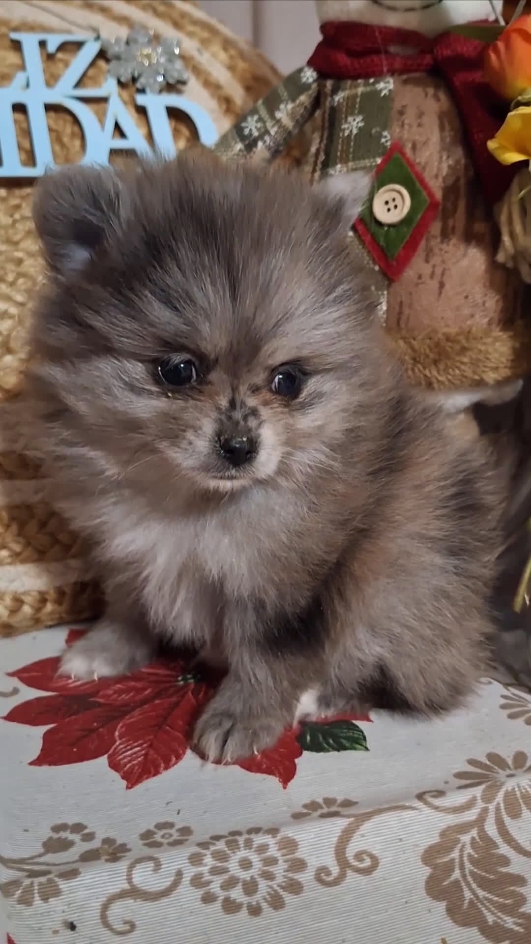 Pomerania perros en venta: POMERANIA  - Video 1