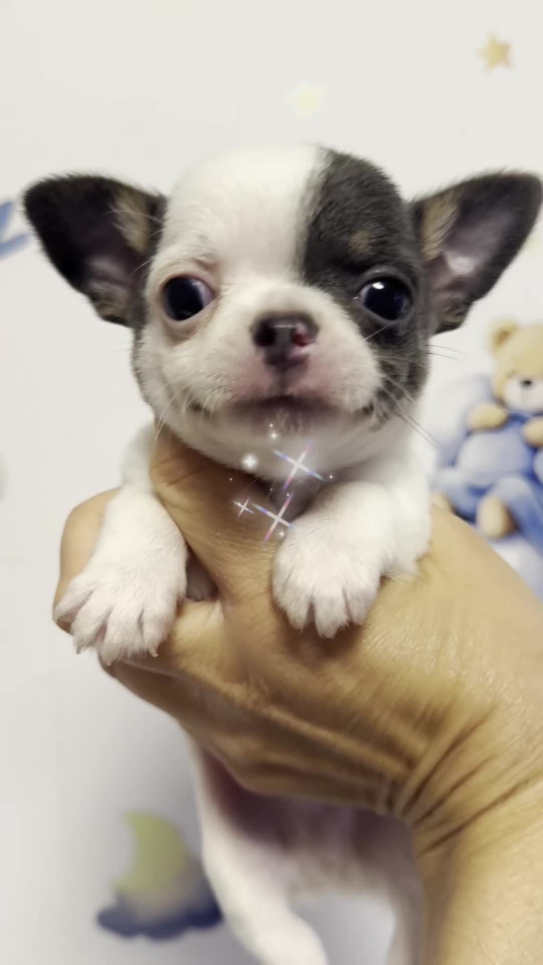 Chihuahua perros en venta: Chihuahua cabeza manzana toy - Video 1