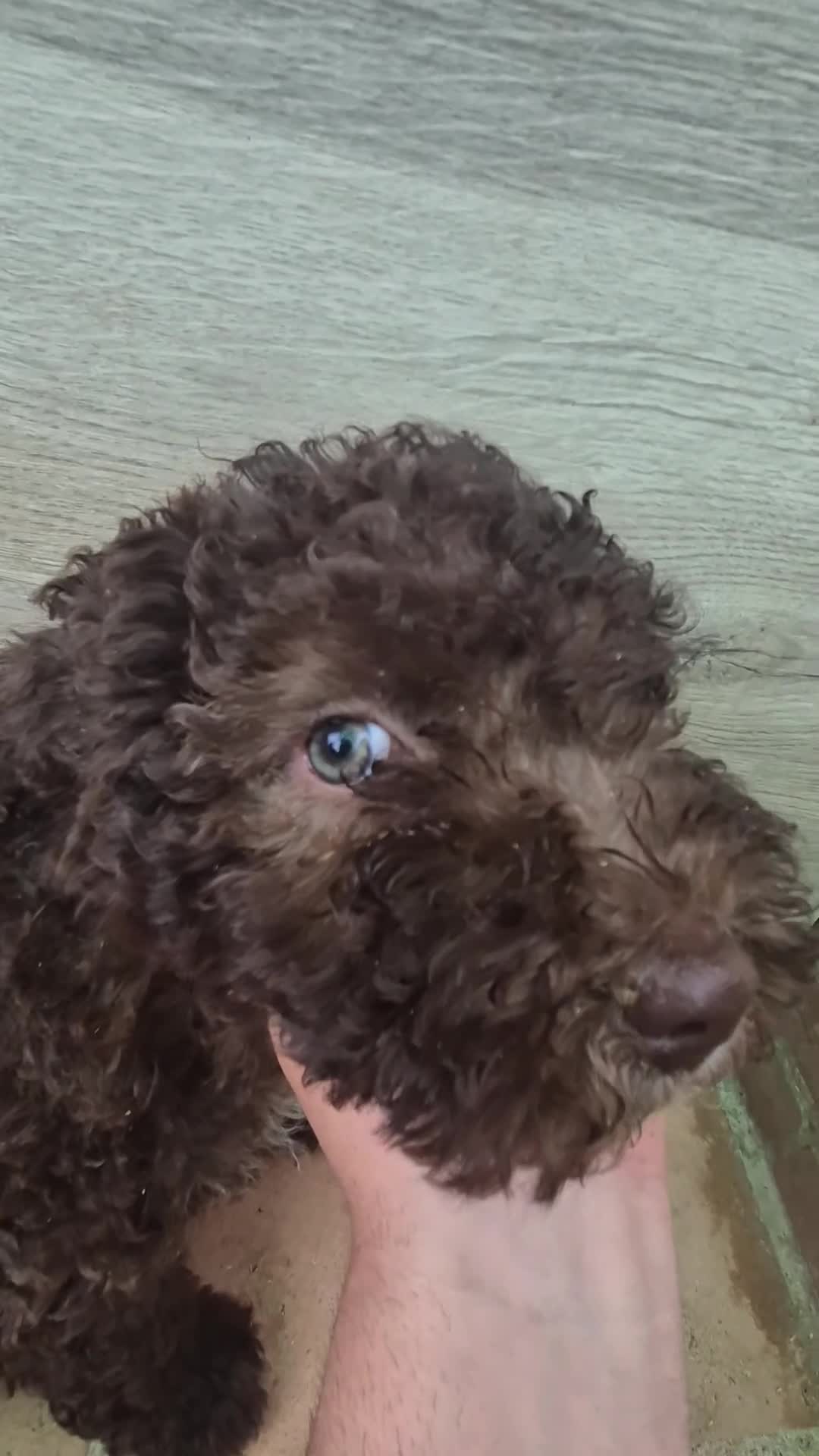 Perro de Agua Español perros en venta: Perro de agua chocolate hembras  - Video 1