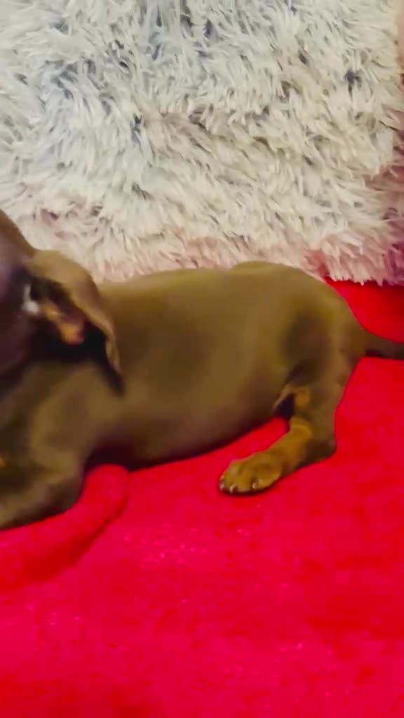 Teckel perros en venta: Tekel canichen canichen miniatura  - Video 1