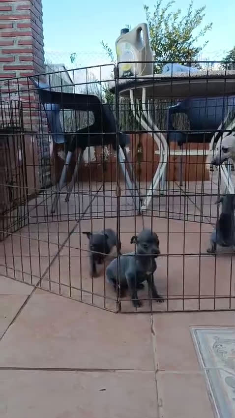 Pequeño Lebrel Italiano perros en venta: Lebrel - Video 1