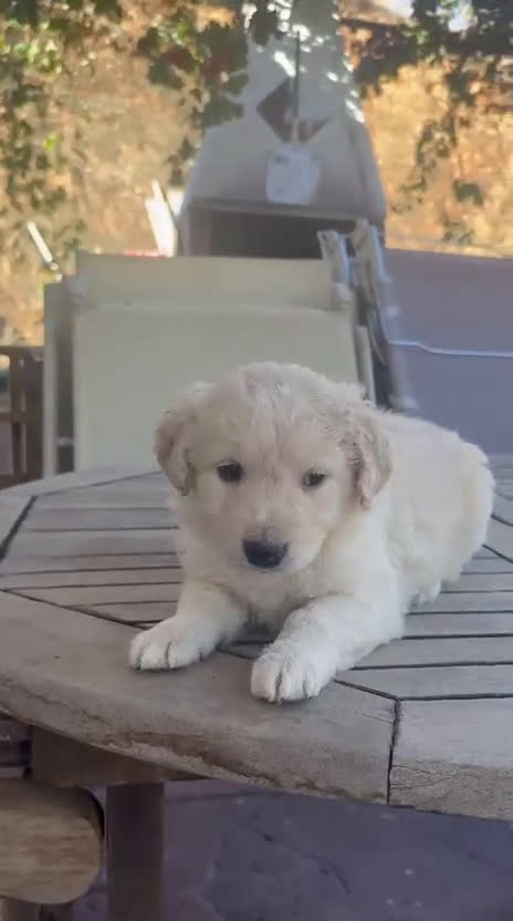 Raza Mixta perros en venta: Golden con bulldog  - Video 3