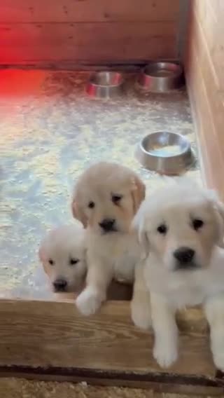 Golden Retriever perros en venta: GOLDEN - Video 1