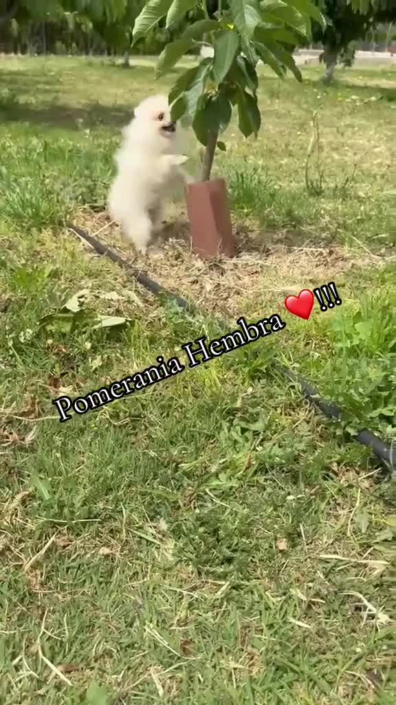 Pomerania perros en venta: Pomerania lista para entregar !!! - Video 1