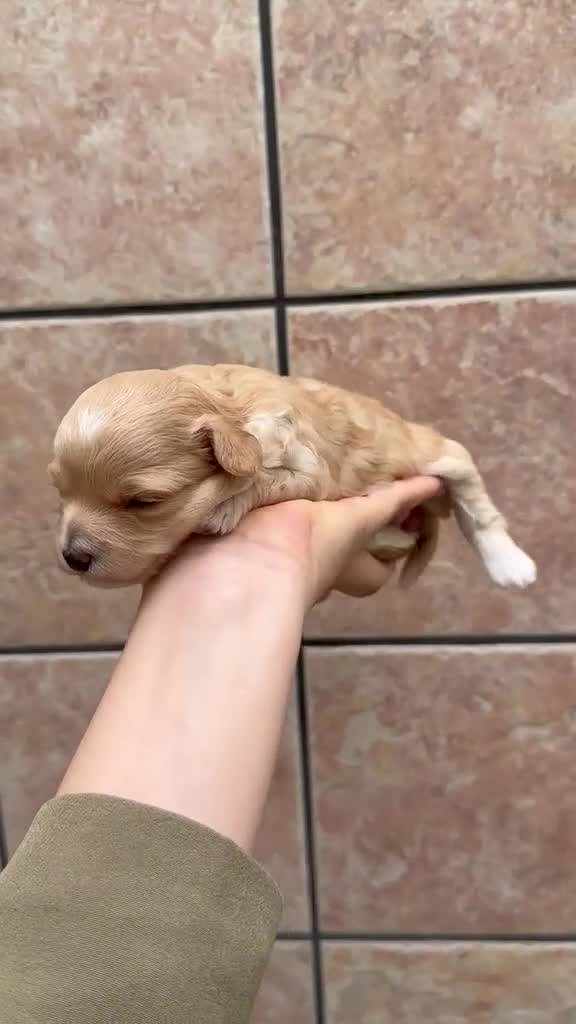 Maltipoo perros en venta: Maltipoo - Video 1