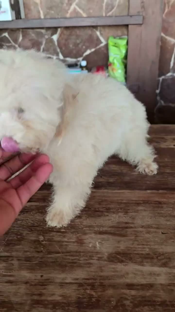 Caniche Toy perros en venta: Caniche precio real  - Video 1