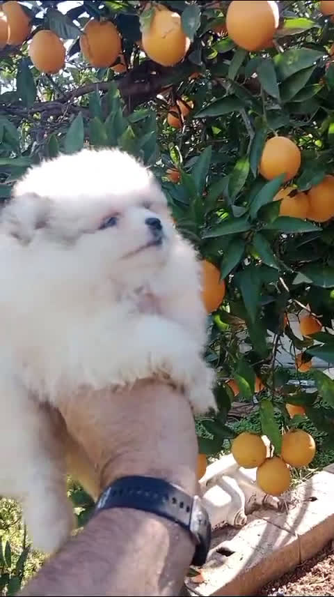 Pomerania perros en venta: Mini Pomerania     en Segovia - Video 1