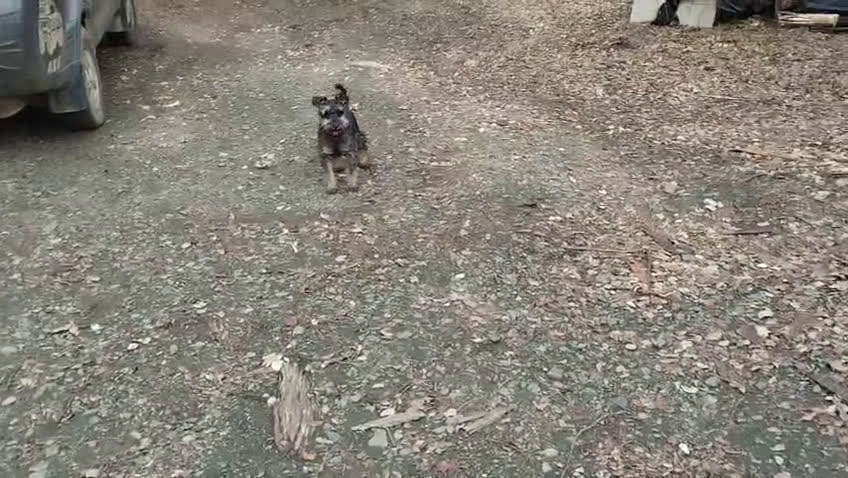 Schnauzer Miniatura perros en venta: Schnauzer mini sal y pimienta  - Video 1