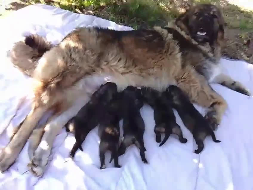 Pastor del Cáucaso perros en venta: Pastor del Cáucaso  - Video 1