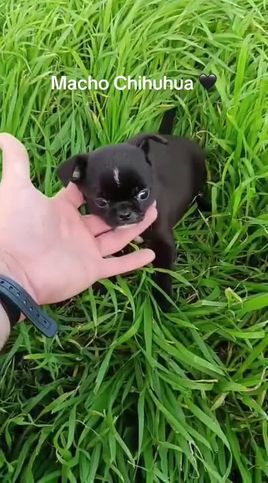 Chihuahua perros en venta: Chihuhuas machos - Video 1