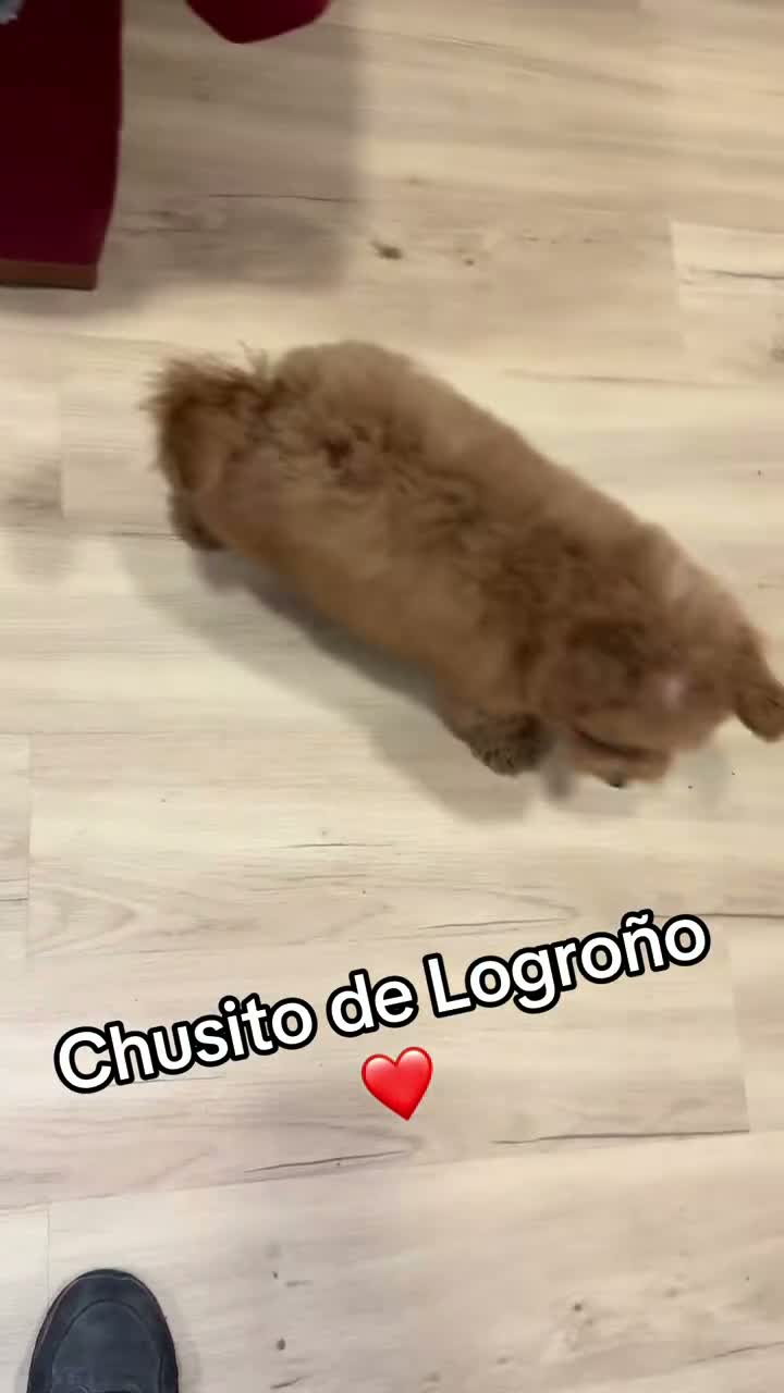 Caniche Toy perros en venta: Soy Chusito!!  - Video 1