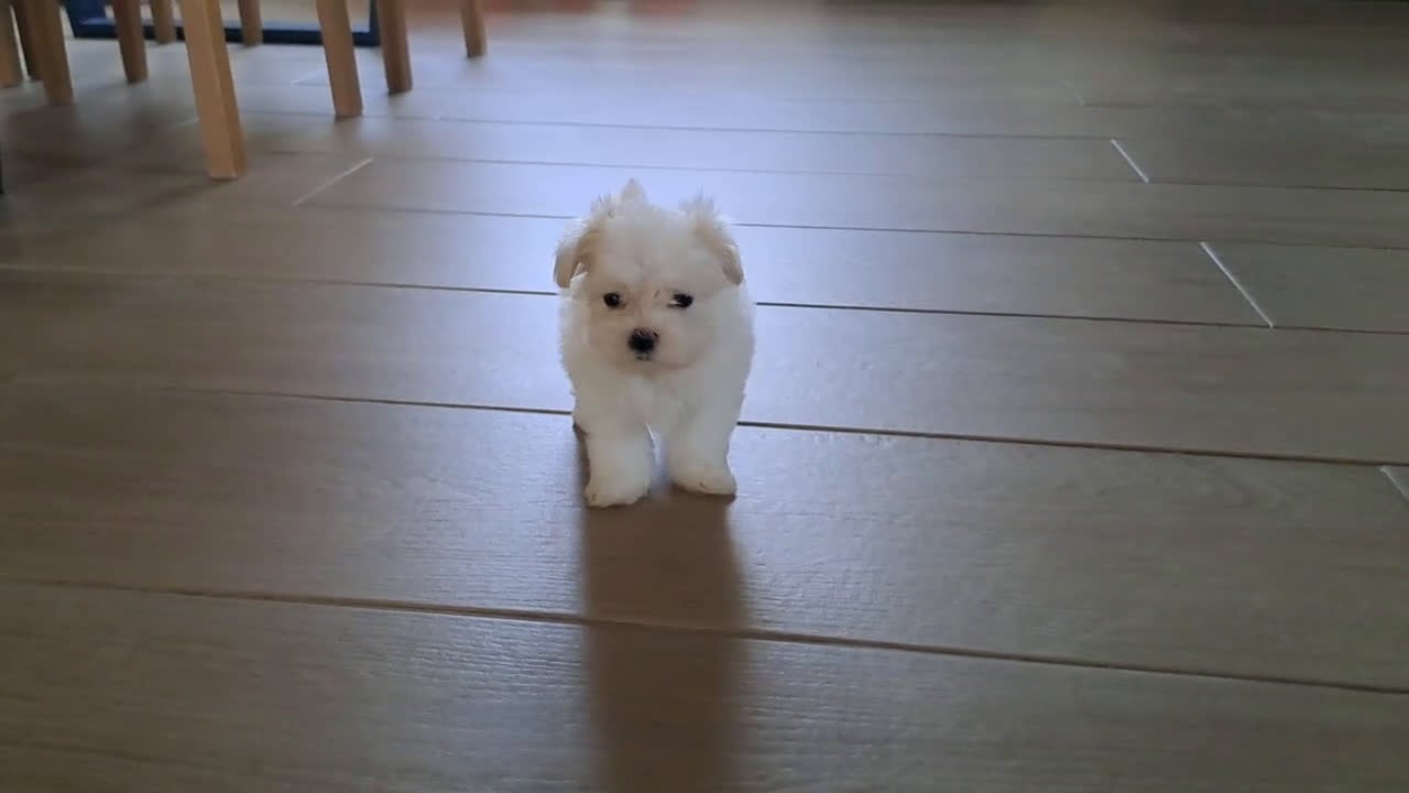 Bichón Maltés perros en venta: Bichon Maltes Micro Toy - Video 2