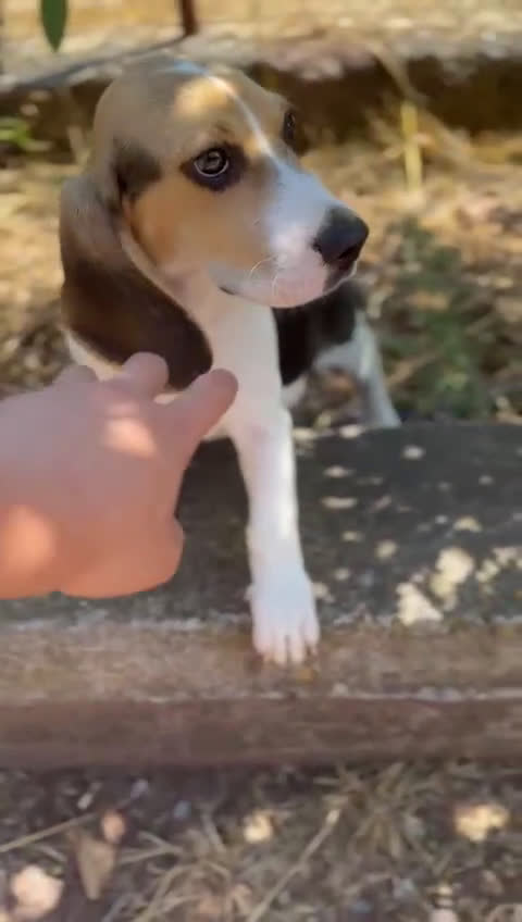 Beagle perros en venta: Beagle tricolor  - Video 1
