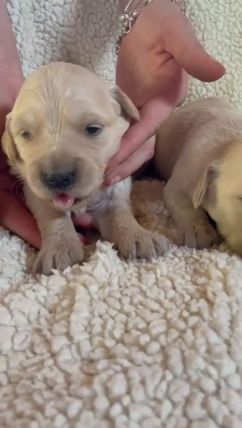 Golden Retriever perros en venta: Ccahorros raza Golden Retriever  - Video 1