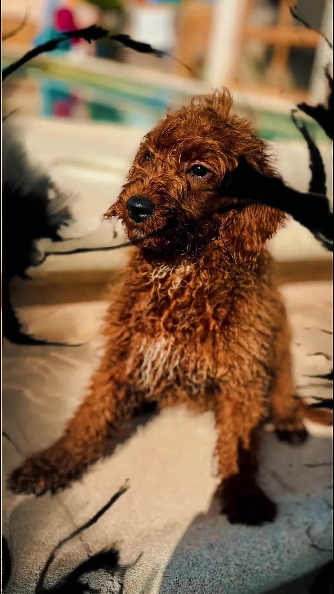 Caniche Enano perros en venta: Caniche enano  - Video 2