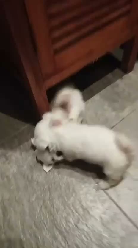 Bichón Maltés perros en venta: 💖🐶 PRECIOSOS BEBÉS BICHÓN MALTÉS 🐶💖 en Murcia - Video 1