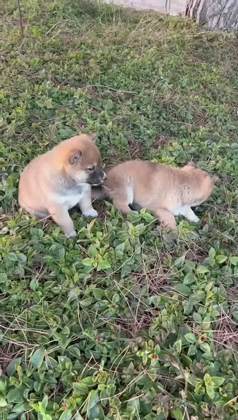 Shiba Inu perros en venta: SHIBA INU - Video 2