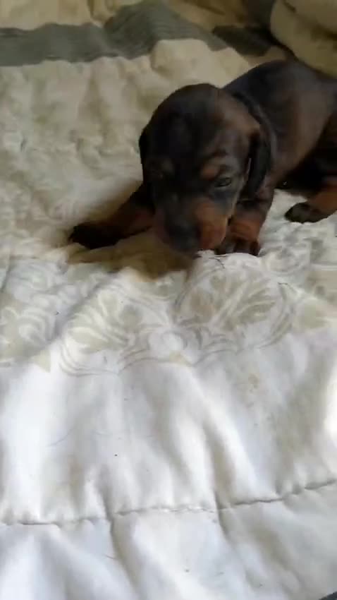 Teckel perros en venta: Teckel macho💙🐾 - Video 1