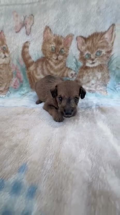Raza Mixta perros en venta: Pootalian - Video 4