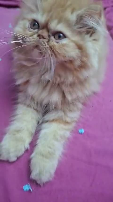 Persa gatos en venta: Persa en Sevilla - Video 1