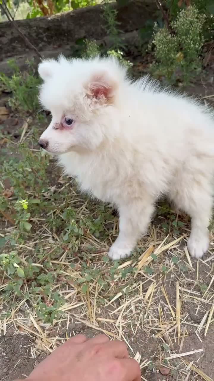 Pomerania perros en venta: Pomeranias - Video 2