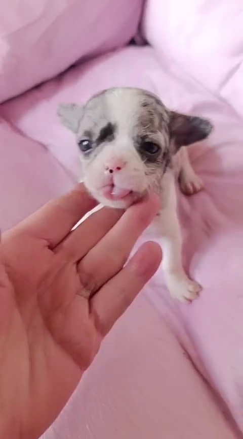 Chihuahua perros en venta: CHIHUAHUA MERLE MACHO EXCLUSIVO  - Video 1